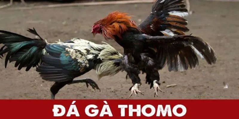 Đá gà Thomo được biết đến như nào?