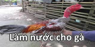 GWIN - Cách Làm Nước Cho Gà Chọi – Bí Quyết Tăng Sức Khỏe 
