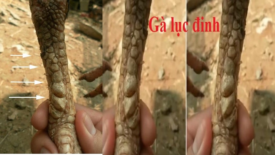 Tại sao Gà Linh Kê lại được yêu thích đến vậy?