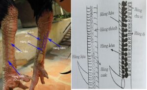 Hướng dẫn xem Hàng Độ Gà Chọi