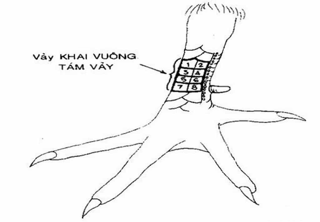 4. Vảy Bát Khai Vuông - Vảy Gà Chọi Xấu