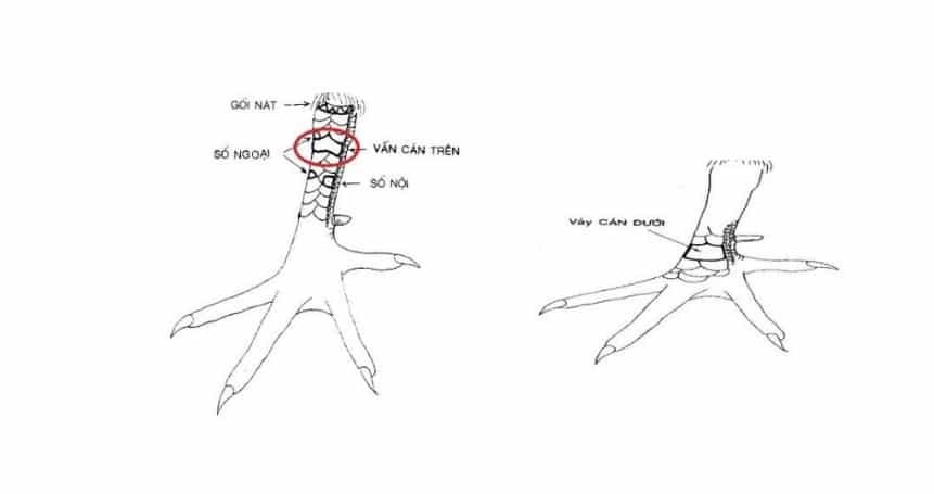 Vảy Gà Chọi Xấu Có Quyết Định Thành Bại Của Một Chiến Kê?