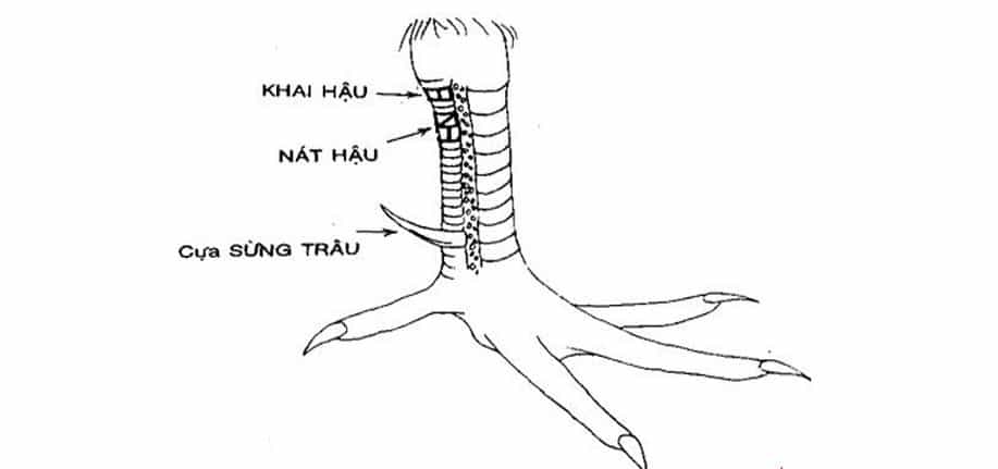 Danh Sách Những Vảy Gà Chọi Xấu Nên Tránh